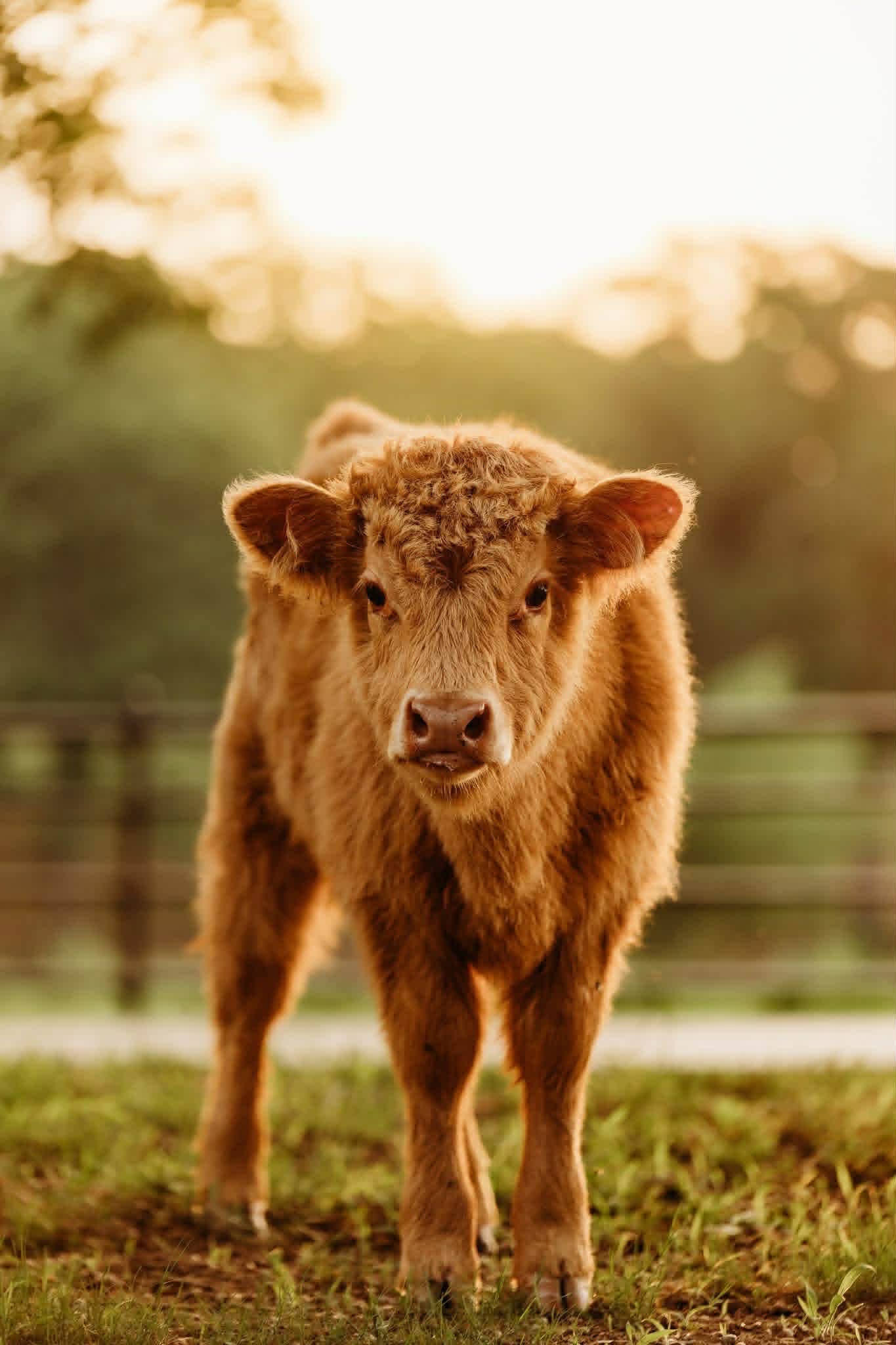 Penny the Highland cow