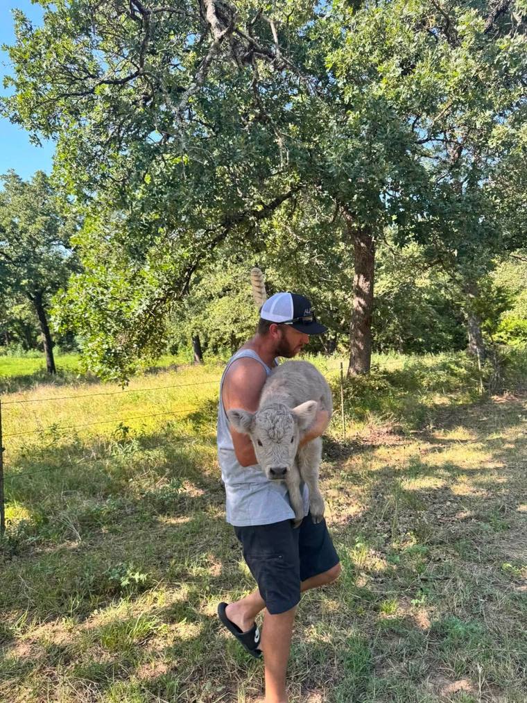 A guest carrying a calf across the pasture