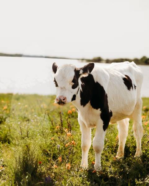 Pongo